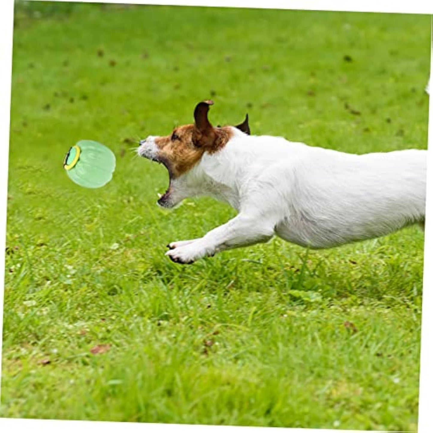 Pet Toy Small Dogs Squeaker Dog Training Ball Dog Molar Toy Squeaky Dog Pumpkin Teething Toys For Puppies Dog Bite Toys Puppy Chew Toy Halloween Dog Chew Toy Dog Ball Plastic